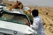شتر یک نفر را به کشتن داد