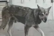 جولان یک گرگ وحشی در خرم آباد+ فیلم