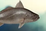 بوسیدن ماهی بلای وحشتناکی به جان این مرد بخت‌برگشته انداخت+عکس