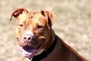 بارش سگ از آسمان! + عکس