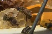 زنبورها حال زن فضول را جا آوردند! + عکس