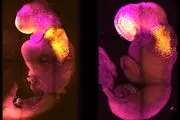 ایجاد جنین حاصل پیوند انسان و موش است!