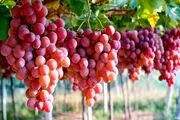 خواص بی‌نظیر هسته انگور برای طول عمر