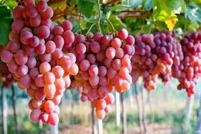 خواص بی‌نظیر هسته انگور برای طول عمر