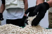 مخدری که داعشی‌ها پیش از  جنایات وحشتناک و بریدن سر قربانی مصرف می‌کردند!