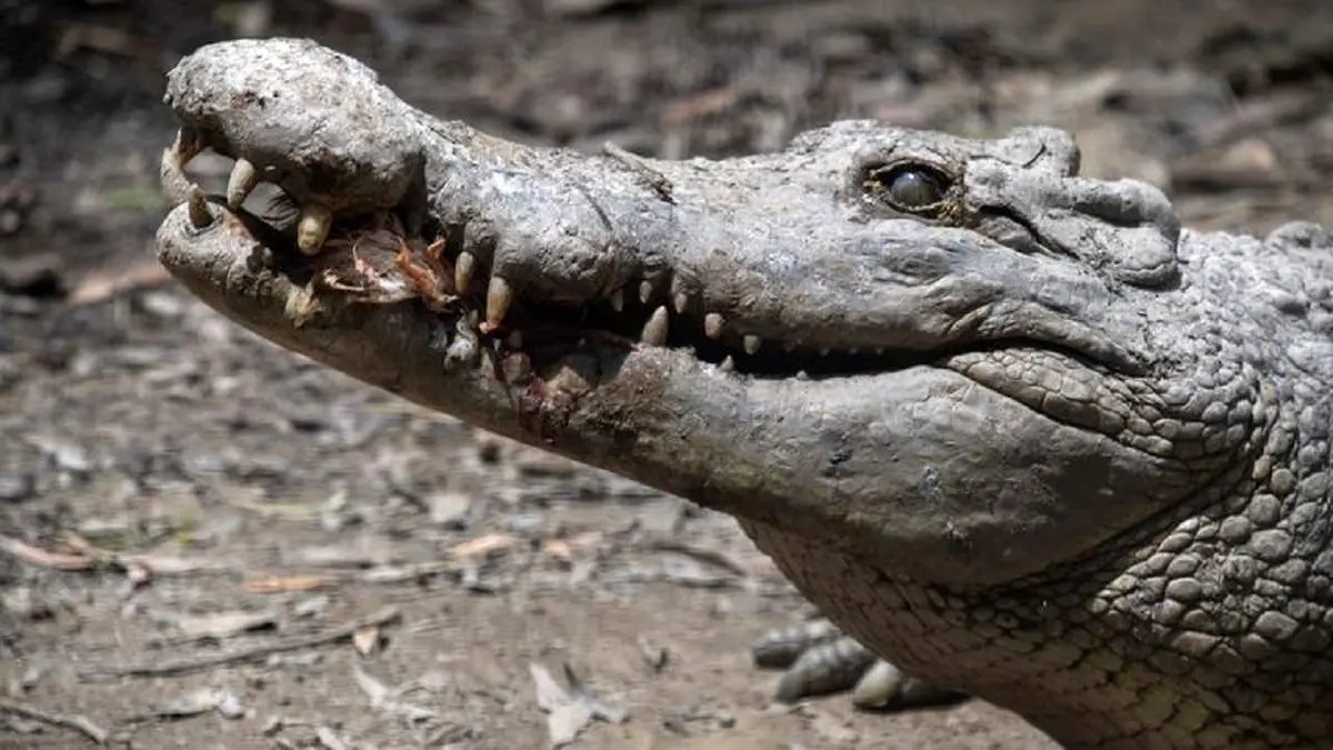 اشتباه گرفتن کروکدیل واقعی با مجسمه، حادثه هولناکی رقم زد