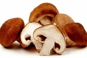 کشف یک نوع قارچ عجیب شبیه انسان در طبیعت