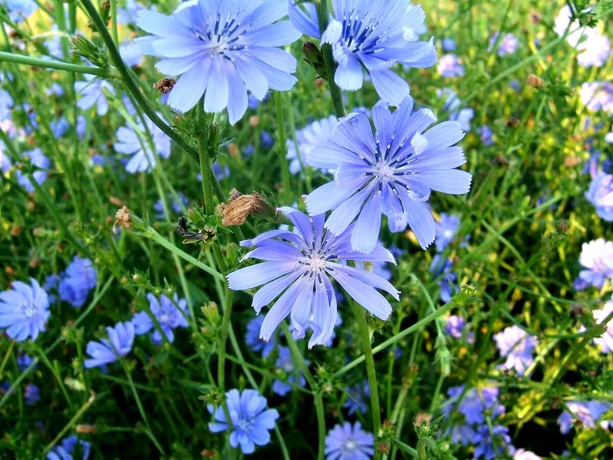 این گیاه دوستی فوق العاده و باارزش برای کبد است