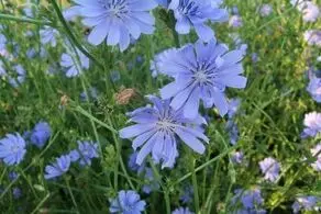 این گیاه دوستی فوق العاده و باارزش برای کبد است