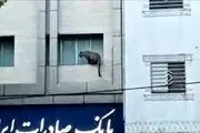 پلنگ قائم‌شهر بالاخره زمین گیر شد+ فیلم