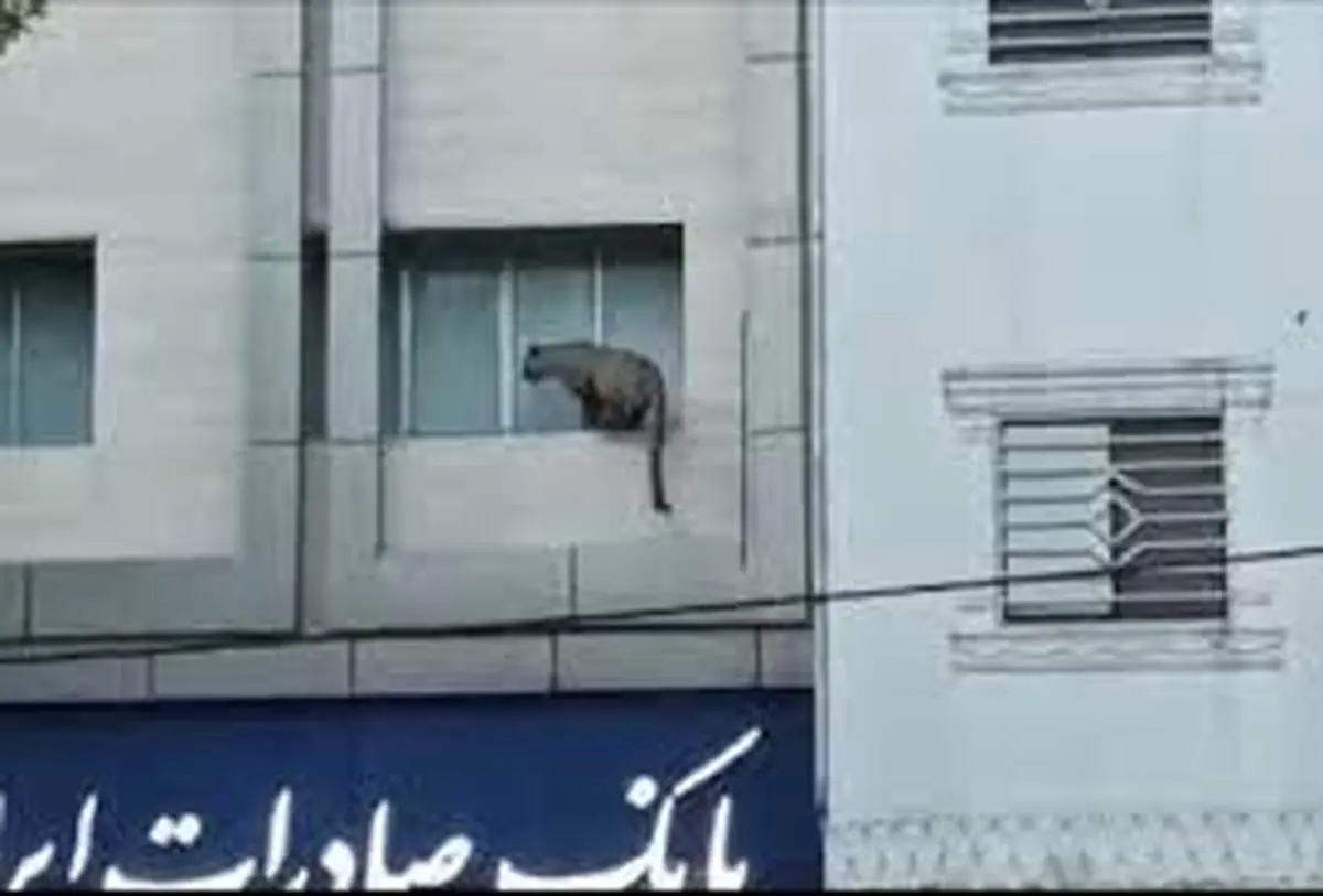 پلنگ قائمشهر بالاخره زمین گیر شد+ فیلم