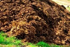 شوهر دیوانه زنش را زیر خروارها مدفوع دفن کرد!