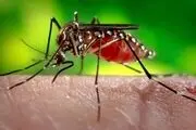 آخرین آمار ابتلای تب دنگی در کشور