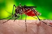 آخرین آمار ابتلای تب دنگی در کشور