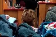 سه نکته جذاب و تماشایی سریال پایتخت دیشب که همه درباره‌اش حرف می‌زنند!