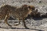 تصاویری جدید از پدرِ «پیروز»