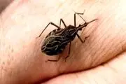 این حشره به "قاتل ساکت "معروف است!