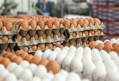 اعلام قیمت جدید تخم‌مرغ