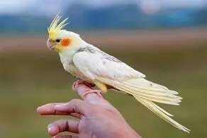 عروس هلندی شما سرما خورده است؟این مطلب برای شماست