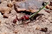 این مورچه یک کالای قاچاق با قیمت نجومی است!