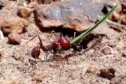 این مورچه یک کالای قاچاق با قیمت نجومی است!