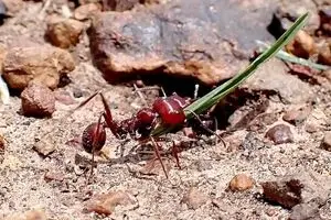 این مورچه یک کالای قاچاق با قیمت نجومی است!