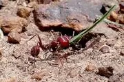این مورچه یک کالای قاچاق با قیمت نجومی است!