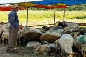 بازار بی‌رمق دام زنده در آستانه عاشورا/ چرا گوشت گران شد؟