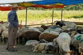 بازار بی‌رمق دام زنده در آستانه عاشورا/ چرا گوشت گران شد؟