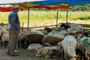 بازار بی‌رمق دام زنده در آستانه عاشورا/ چرا گوشت گران شد؟