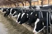 تولد گوساله ای وحشتناک با چهره انسان در هند/ عکس