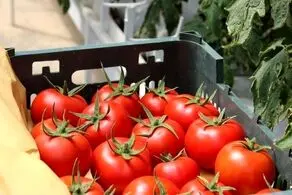 قیمت جدید رب گوجه اعلام شد