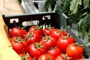 قیمت جدید رب گوجه اعلام شد
