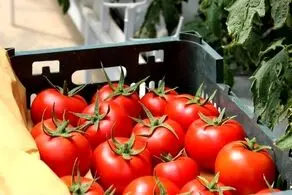 یک کیلو گوجه فرنگی 30 هزار تومان؟/ در بازار چه خبر است؟