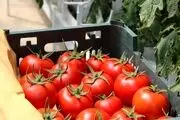 قیمت جدید رب گوجه اعلام شد
