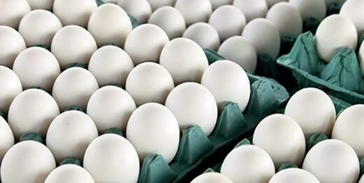 خبر خوش برای تولیدکنندگان مرغ و تخم مرغ