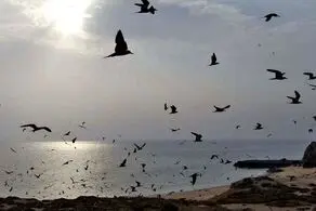 نام جزیره ابوموسی تغییر کرد!