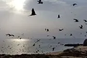نام جزیره ابوموسی تغییر کرد!