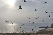 نام جزیره ابوموسی تغییر کرد!