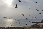 نام جزیره ابوموسی تغییر کرد!