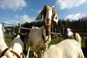 تبادل هدیه میان ولادیمیر پوتین و کیم جونگ اون/ روسیه ۴۴۷ بز برای کره شمالی فرستاد