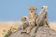 پرسشی درباره پیدا شدن دو توله یوز