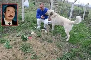 جدا نشدن عجیب سگ باوفا از قبر صاحبش!+ عکس