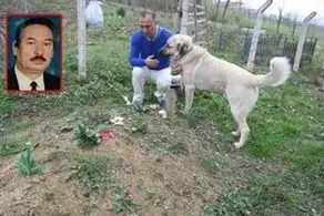 جدا نشدن عجیب سگ باوفا از قبر صاحبش!+ عکس