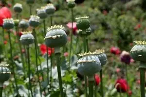 تکلیف کشت خشخاش مشخص شد