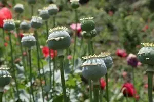 شناسایی شقایق الیفرا؛ تفاوت آن با خشخاش در چیست؟