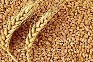 فرمول تعیین قیمت گندم اعلام شد