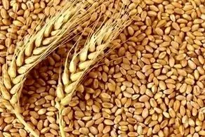 فرمول تعیین قیمت گندم اعلام شد