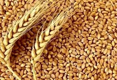 نرخ واقعی گندم مشخص شد