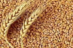 تعیین قیمت خرید گندم در شورای قیمت‌گذاری